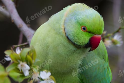 Preview: Parakeet