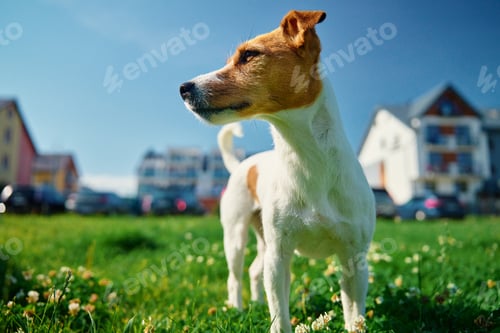 Preview: Dog walking on lawn with green grass on summer day