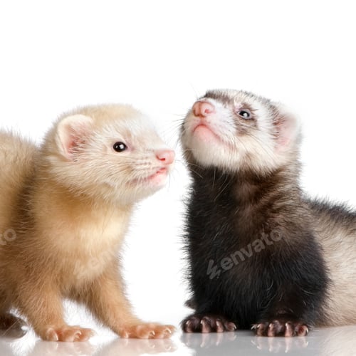 Preview: two Ferrets kits (10 weeks)