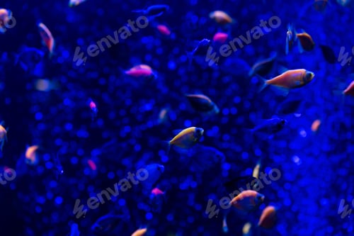 Preview: fishes swimming under water in aquarium with blue lighting