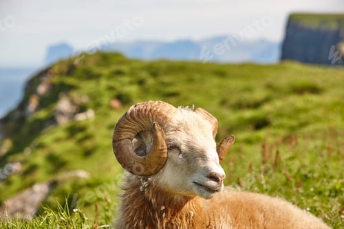 Preview: Sheep lamb grazing on the Faroe islands green meadows