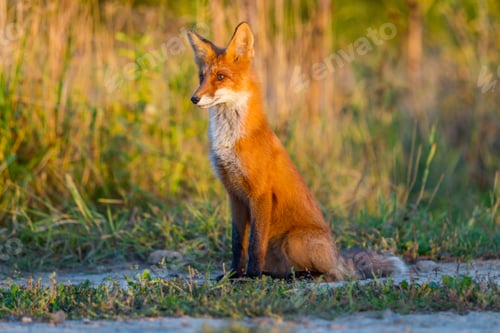 Preview: Cute young fox cub on the grass background. One. Evening light. Wild nature. Animals