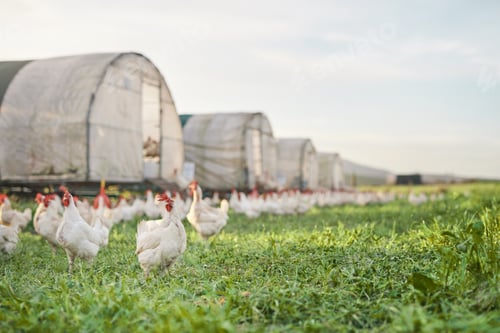 Preview: A place for poultry to call home. Shot of chickens and a henhouse on a farm.