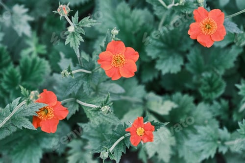 Preview: Blooming bright red flowers of geum on green blurred background. Top view.