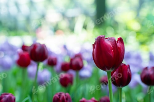 Preview: Tulips field in Green House Garden Farm. Agriculture scene.