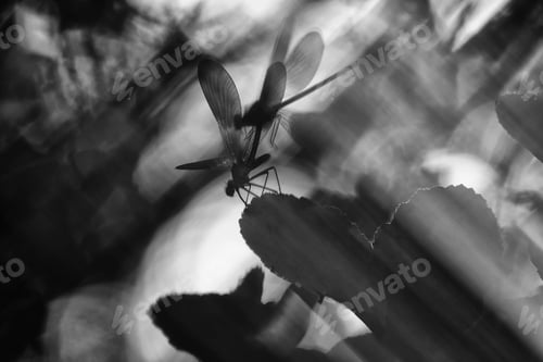Preview: Dragon-fly on thin twig of plant