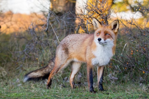 Preview: A vigilant red fox standing in a grassy field at sunset