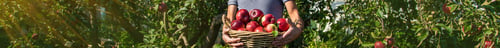 Preview: A male farmer harvests apples. Selective focus.