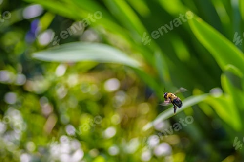 Preview: Bee in flight