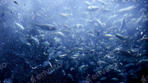 Preview: View from the sea bottom on fish being fed with special food, plankton and meat remains in aquarium