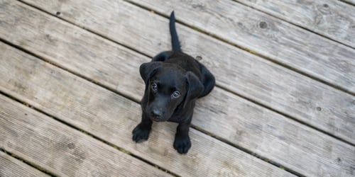 Preview: Adorable Black Labrador Puppy Looking Up Outside