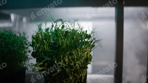 Preview: Plant Inside A Kitchen With Chef Working In The Background