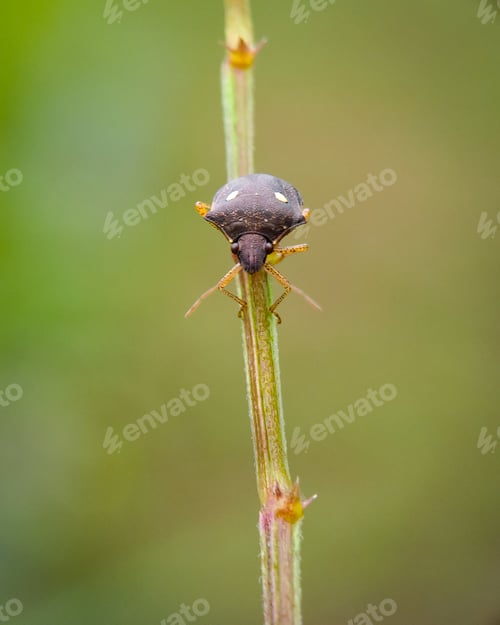 Preview: Bug, nature background photo