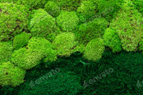 Preview: Green wall decoration cladonia rangiferina reindeer moss