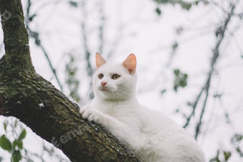Preview: White Cat Resting on a Tree Branch