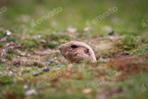 Preview: black tailed prairie dog (Cynomys ludovicianus)