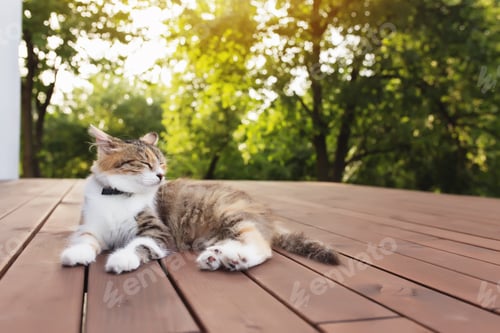 Preview: Beautiful tricolor cat lies on a brown wooden terrace