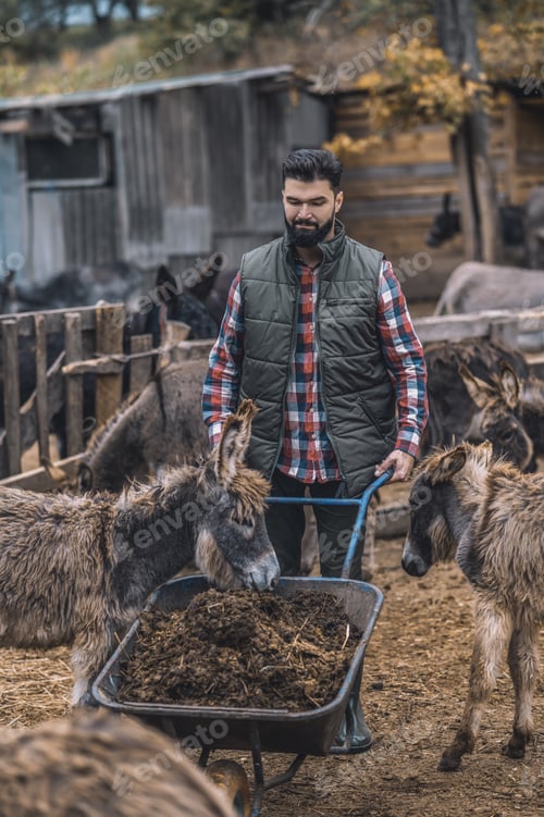 Preview: A farmer carriyng a wagon with dung after cleaning the cattle-pen