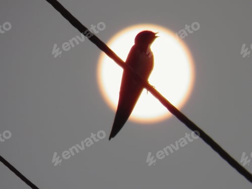 Preview: Bird on a wire in the sunlight