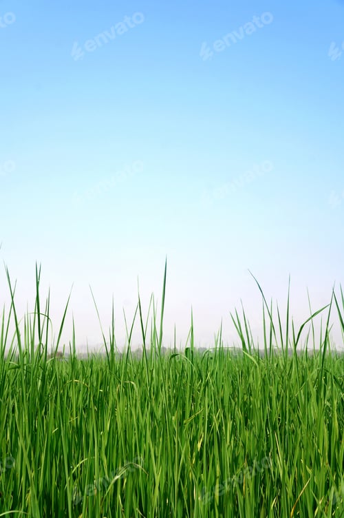 Preview: Paddy Rice Field Background
