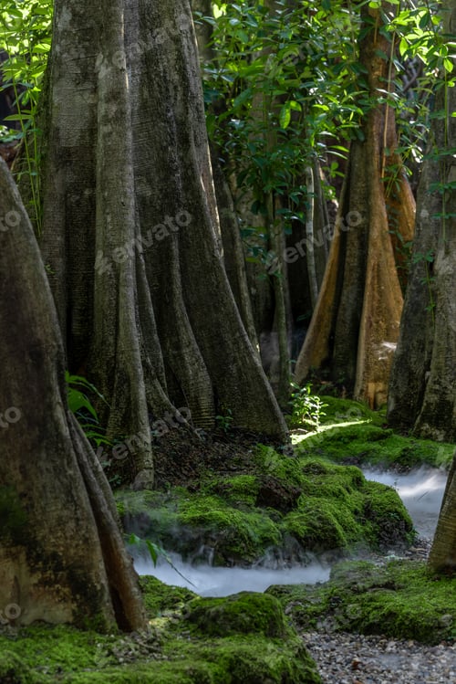 Preview: Giant green tree forest trunk with green fresh leaves, Giant tree forest calming summer warm day.