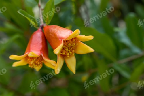 Preview: Beautiful red granade flower blooming on a tall and graceful plant