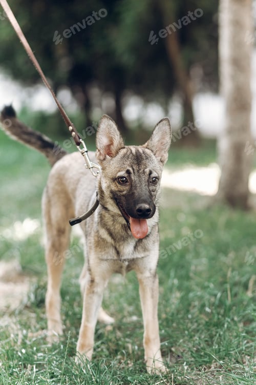 Preview: Adorable big eye brown dog on a walk with his owner
