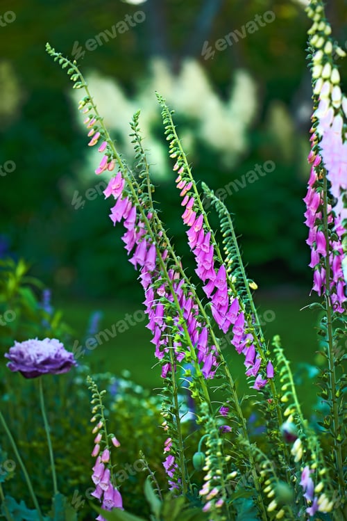 Preview: Colorful foxgloves - digitalis purpurea
