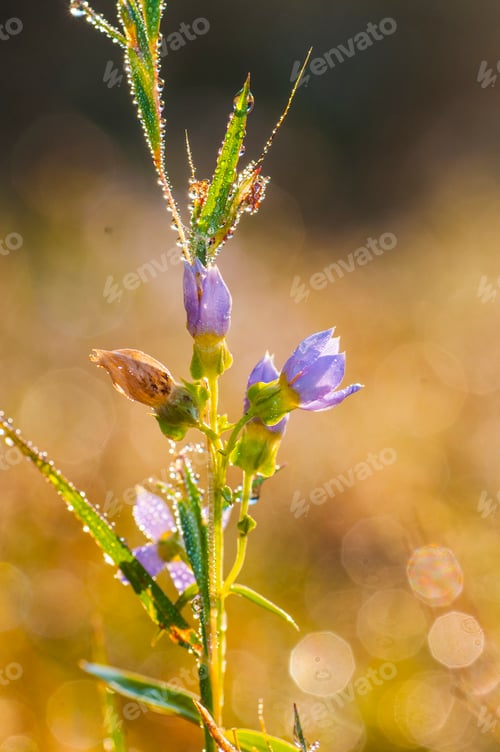 Preview: Fresh green grass with dew drops closeup. Nature Background