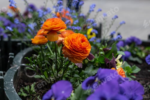 Preview: Orange flowers Buttercups, Ranunculus on a flower bed.
