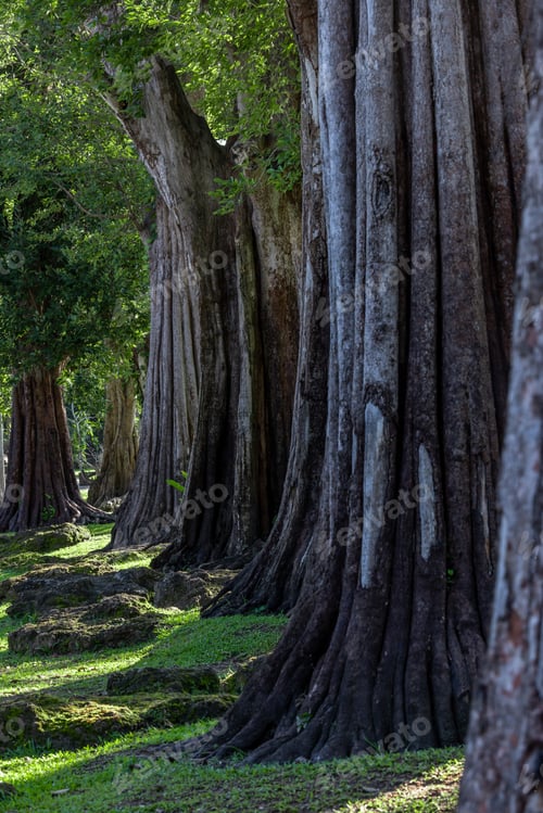 Preview: Giant green tree forest trunk with green fresh leaves, Giant tree forest calming summer warm day.