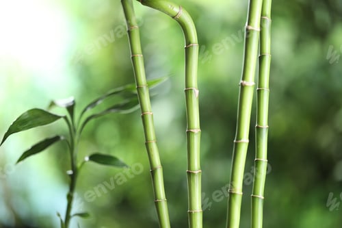 Preview: Decorative bamboo stems on blurred green background, closeup