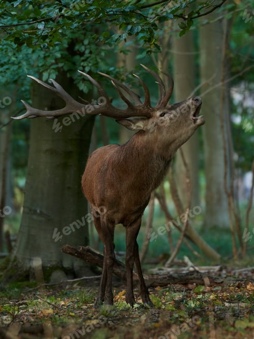 Preview: Red deer (Cervus elaphus)