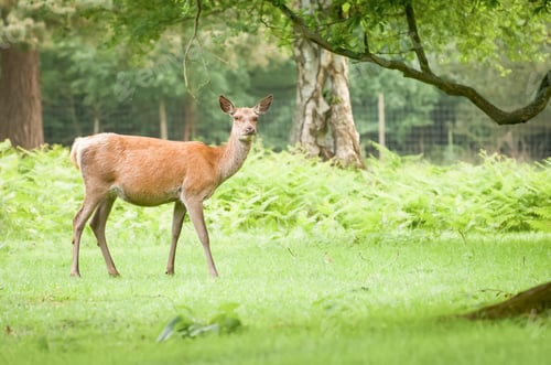 Preview: red deer