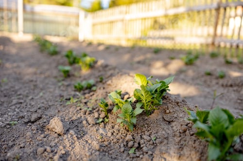 Preview: Seedlings growing up from fertile soil in the farmer's garden, morning sun shines. Ecology
