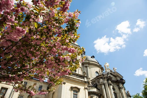 Preview: Flower tree on a sunny warm day