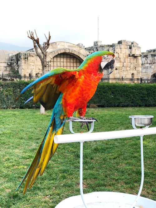 Preview: Colorful parrot