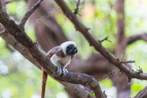 Preview: Tamarin