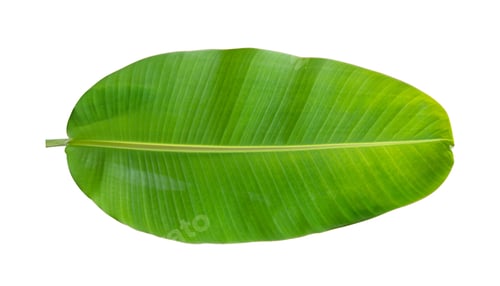 Preview: Fresh banana leaves isolated on white background. Whole banana leaf included clipping path.