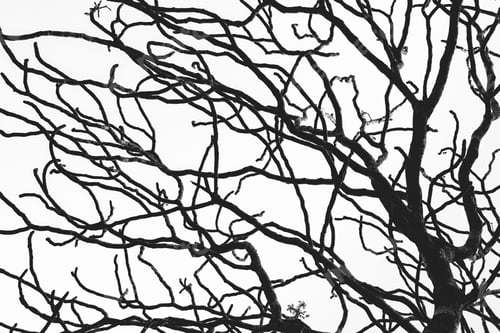 Preview: Dead tree and branch isolated on white background. Black branches of tree backdrop. Nature textur