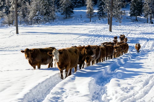 Preview: Cows in a snow covered field.