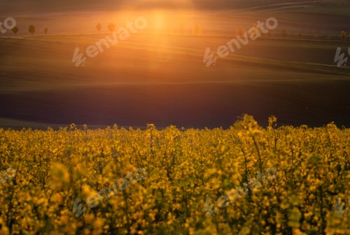 Preview: Gorgeous rural landscape with green sunny spring hills. South Moravia region, Czech Republic