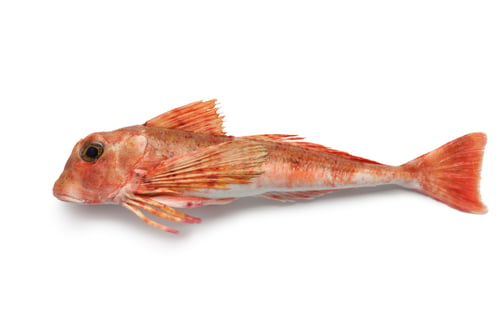 Preview: East atlantic tub gurnard