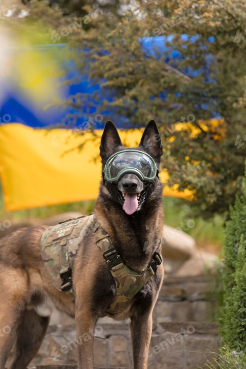 Preview: Dog armor. Dog in a bulletproof vest. Belgian Shepherd Malinois dog in front of a Ukrainian flag.
