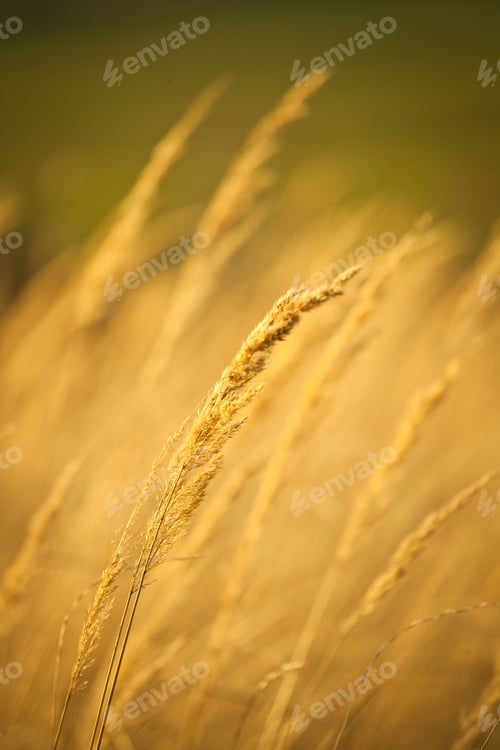 Preview: Closeup of yellow autumn grass in sunset after dry summer