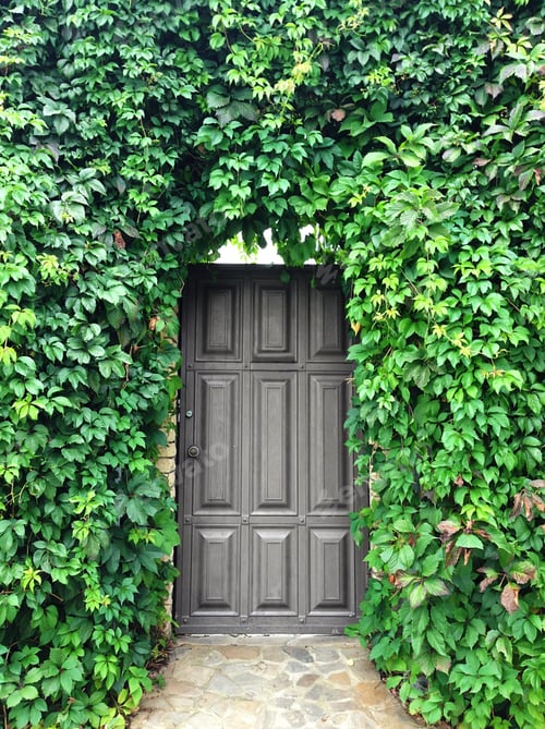 Preview: Enterance door through wall of green leaves
🔥🔥🔥This photo is nominated already 🔥