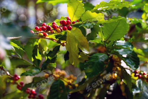 Preview: arabica coffee berries with agriculturist handsRobusta and arabica coffee berries