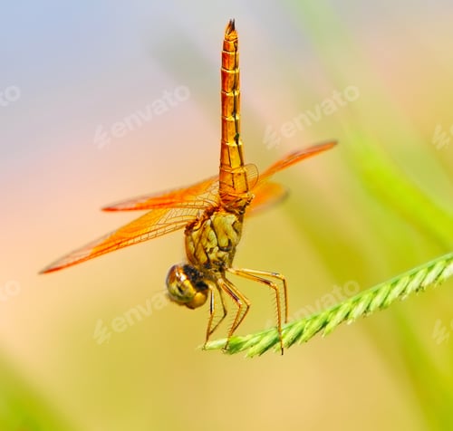 Preview: Dragonfly