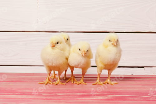 Preview: Little yellow chick on wooden table