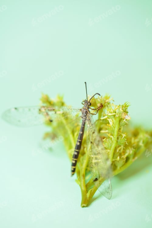 Preview: Dragonfly on Flower: A Harmonious Blend of Yellow, Green, and Nature